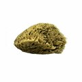 Acme Armaly ProPlus 68000-4 Wool Sponge, 6 in W SW#1-6070C